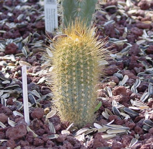 Micranthocereus_estevesii_1